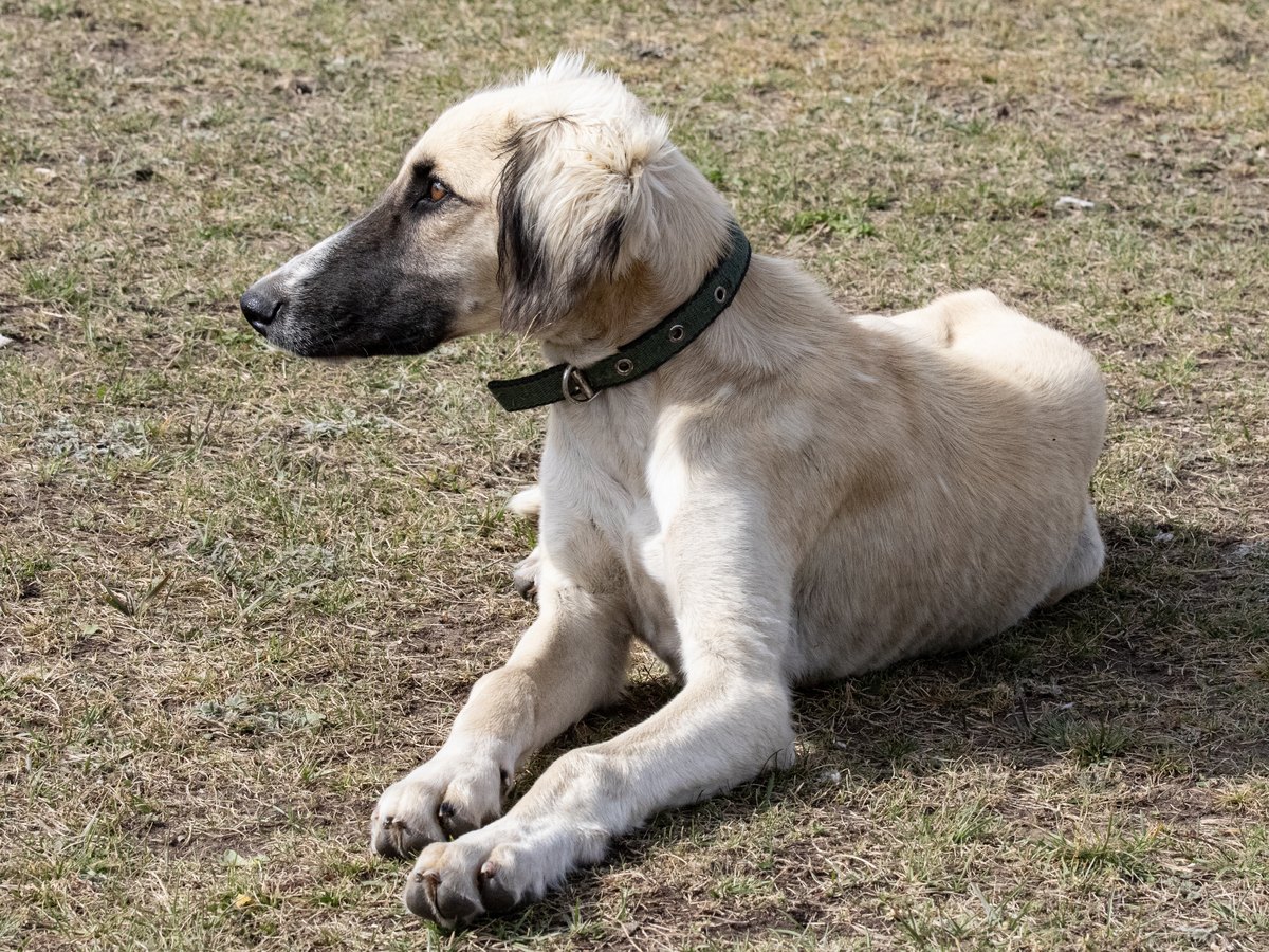 哈萨克塔兹犬躺在草地上。